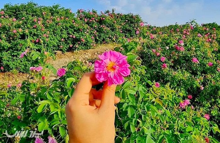 تور یک روزه گلاب گیری کاشان حرکت از شهر یزد در یزد ارزان